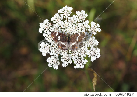 Map Butterfly   (Araschnia levana) 99694927