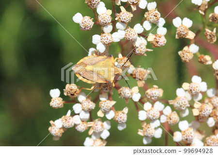 southern green stink bug  (Palomena prasina) 99694928