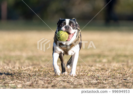 boston terrier playing ball boston terrier playing ball 99694953