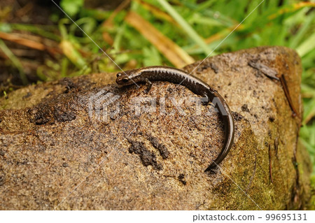 Closeup on a juvenile of the endangered Del Norte salamander, Plethodon elongatus sitting on a stone in North California Closeup on a juvenile of the endangered Del Norte salamander, Plethodon elongatus sitting on a stone in North California 99695131