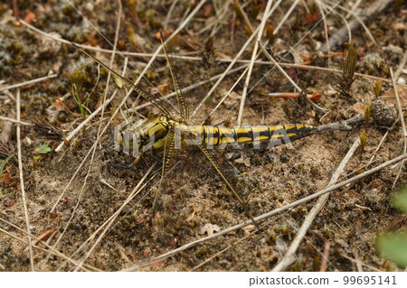 Natural closeup of an adult yellow female keeled skimmer dragonfly, Orthetrum coerulescens posed on the ground Natural closeup of an adult yellow female keeled skimmer dragonfly, Orthetrum coerulescens posed on the ground 99695141