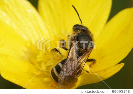 Dorsal closeup on a female furrow bee, Lasioglossum, collecting pollen from a buttercup flower 99695148