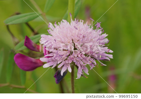 Closeup on a colorful soft purple Field Scabious, Knautia arvensis, flower in a meadow Closeup on a colorful soft purple Field Scabious, Knautia arvensis, flower in a meadow 99695150