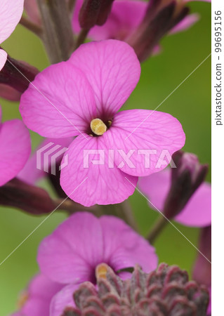 Closeup on a purple flower of the common wallflower, erysimum cheiri Closeup on a purple flower of the common wallflower, erysimum cheiri 99695156