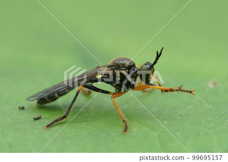 Closeup on a Common Red-legged Robberfly, Dioctria rufipes , sitting on a green leaf Closeup on a Common Red-legged Robberfly, Dioctria rufipes , sitting on a green leaf 99695157