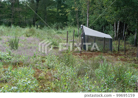 A tent-like Malaise trap installed in a nature reserve to for trapping, killing, and preserving flying insects 99695159