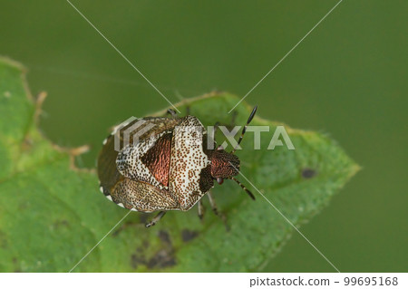 Closeup of and adult woundwort shieldbug, Stagonomus venustissimus sitting on a green leaf Closeup of and adult woundwort shieldbug, Stagonomus venustissimus sitting on a green leaf 99695168
