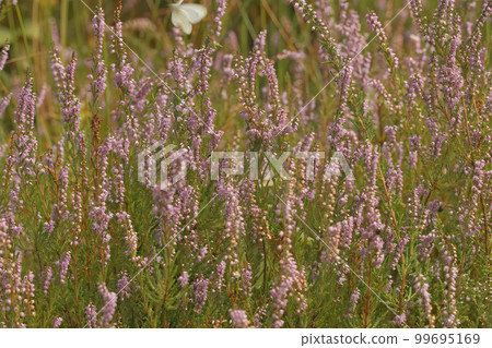 Closeup on an aggregation of flowering Heather, Calluna vulgaris, in the field Closeup on an aggregation of flowering Heather, Calluna vulgaris, in the field 99695169