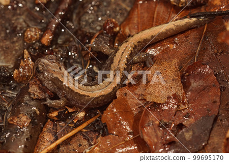 Closeup of the Russian Siberian salamander, salamandrella keyserlingii sitting on the forest floor Closeup of the Russian Siberian salamander, salamandrella keyserlingii sitting on the forest floor 99695170