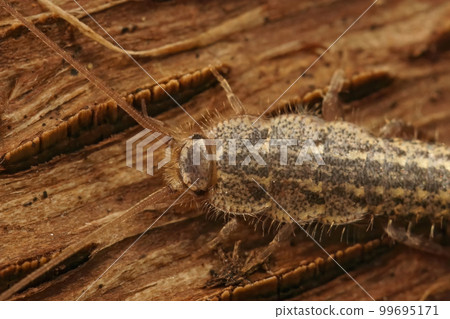 Closeup on the four lines silverfish , Ctenolepisma lineatum sitting on wood Closeup on the four lines silverfish , Ctenolepisma lineatum sitting on wood 99695171