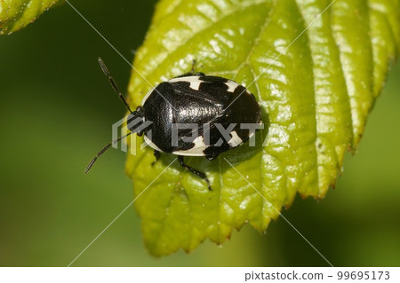 Detailed closeup on a black Rambur's Pied Shieldbug, Tritomegas sexmaculatus on a leaf Detailed closeup on a black Rambur's Pied Shieldbug, Tritomegas sexmaculatus on a leaf 99695173