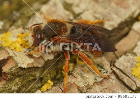 Closeup on the rare Spotted red-resin solitary bee, Rhodanthidium sticticum Closeup on the rare Spotted red-resin solitary bee, Rhodanthidium sticticum 99695175