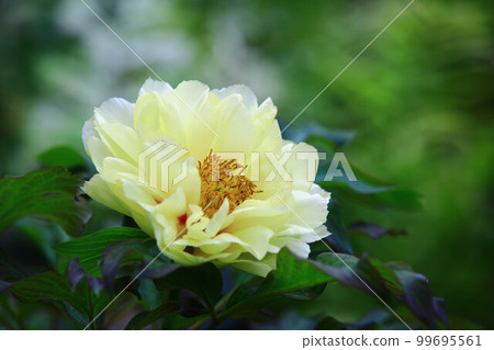 牡丹、牡丹、芍藥、落葉花、吹花、貴客、玉國、得獎者、牡丹、白蘑菇、沙丁魚 99695561