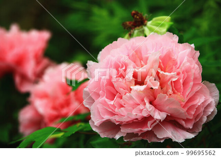 盛開的粉色牡丹花牡丹100元金洛陽花富貴花貴客胭脂獎客槐花白蘑菇老鼠媽媽 盛開的粉色牡丹花牡丹100元金洛陽花富貴花貴客胭脂獎客槐花白蘑菇老鼠媽媽 99695562