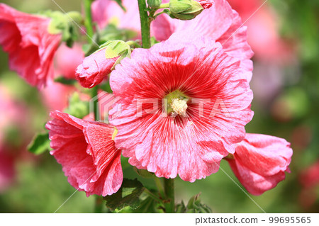 解放紅舒葵花、一條紅、熟花、麻花、惠比壽葵、葵葵、艾葵葵、核桃葵 解放紅舒葵花、一條紅、熟花、麻花、惠比壽葵、葵葵、艾葵葵、核桃葵 99695565