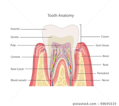 Tooth Structure Functions Structure Of Tooth Dental Anatomy