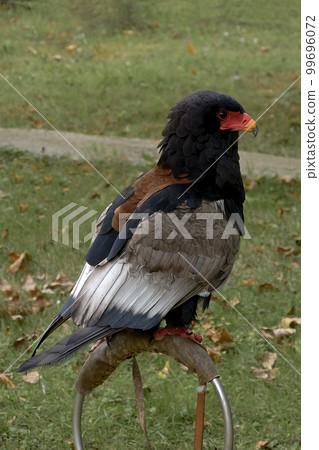 A soaring eagle on a metal hoop 99696072