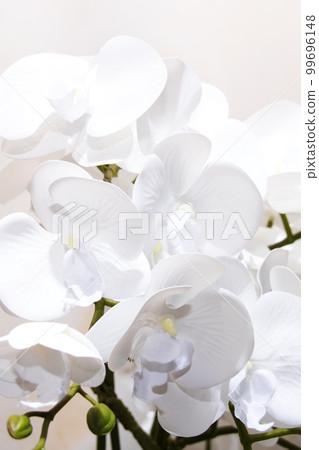 White archidea flowers close up White archidea flowers close up 99696148
