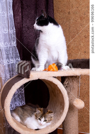 Cat with kitten on the playground closeup 99696166