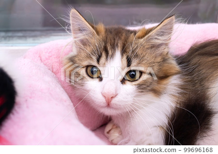 A little frightened kitten hid in home 99696168