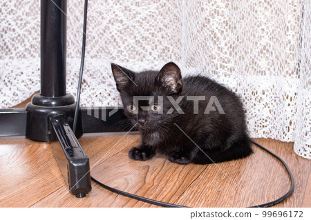 Small funny black kitten portrait close up 99696172