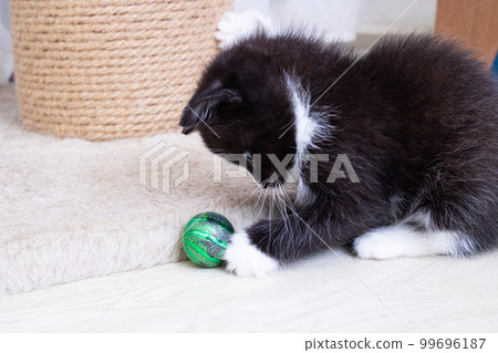 A black kitten playing with a green ball 99696187