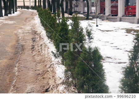 Green bushes in the prark in the snow 99696210