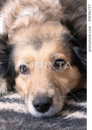 Domestic grey fluffy dog, close up portrait 99696257