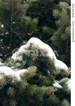 Snow on spruce branches in winter closeup Snow on spruce branches in winter closeup 99696266