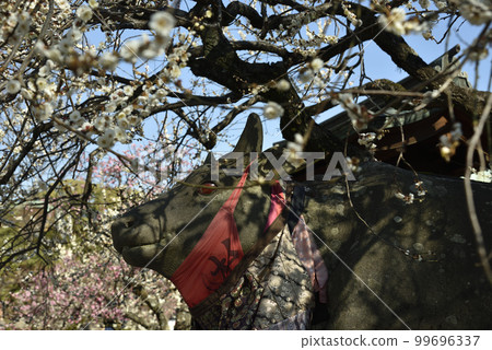 Kitano Tenmangu Shrine surrounded by plum blossoms Kitano Tenmangu Shrine surrounded by plum blossoms 99696337