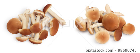 honey fungus mushrooms isolated on white background . Top view. Flat lay. honey fungus mushrooms isolated on white background . Top view. Flat lay. 99696743
