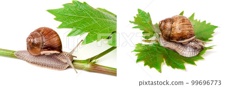 snail crawling on the vine with leaf white background snail crawling on the vine with leaf white background 99696773