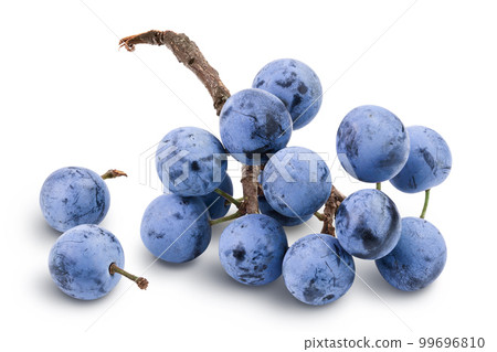 Fresh blackthorn berries with twig, prunus spinosa isolated on white background with full depth of field 99696810