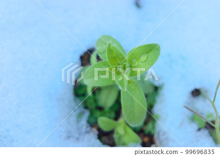 Sprouts growing vigorously from the snow-covered ground 99696835