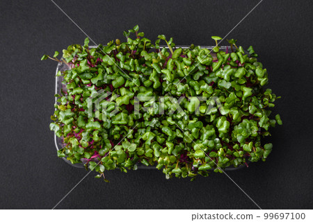 Fresh microgreen radish in a plastic box on a dark concrete background 99697100