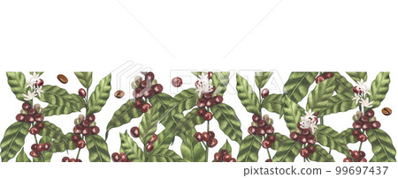 Watercolor frame of red coffee arabica beans on branch with berries. Hand-drawn illustration isolated on white background. Perfect food menu, concept for cafe, restaurant element, recipe book Watercolor frame of red coffee arabica beans on branch with berries. Hand-drawn illustration isolated on white background. Perfect food menu, concept for cafe, restaurant element, recipe book 99697437