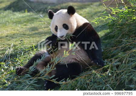 Yuhama eating bamboo deliciously 99697795