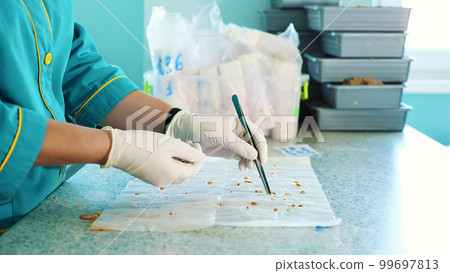 close up, gloved hands of lab worker studying, examine sprouted, rooted corn seeds, in laboratory. Science laboratory research, biotechnology, GMO concept. germination of seeds close up, gloved hands of lab worker studying, examine sprouted, rooted corn seeds, in laboratory. Science laboratory research, biotechnology, GMO concept. germination of seeds 99697813