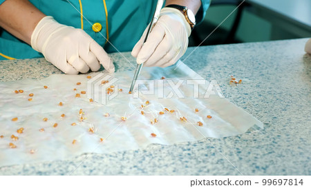 close up, gloved hands of lab worker studying, examine sprouted, rooted corn seeds, in laboratory. Science laboratory research, biotechnology, GMO concept. germination of seeds close up, gloved hands of lab worker studying, examine sprouted, rooted corn seeds, in laboratory. Science laboratory research, biotechnology, GMO concept. germination of seeds 99697814
