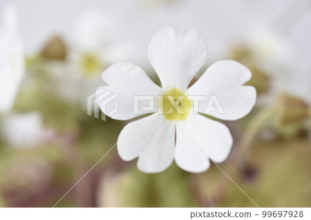 報春花 報春花 99697928