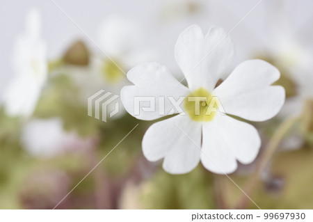 報春花 報春花 99697930