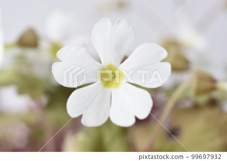 報春花 99697932