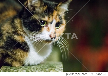 A round-eyed stray cat that lives in Fushimi Inari Shrine at night in Kyoto A round-eyed stray cat that lives in Fushimi Inari Shrine at night in Kyoto 99698232