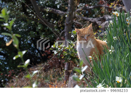 男木島貓和早春的水仙花(香川縣高松市) 男木島貓和早春的水仙花(香川縣高松市) 99698233