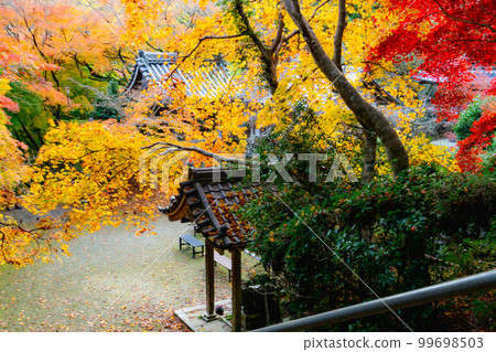 京都西山金藏寺的秋葉：Chozuya 和方法 99698503