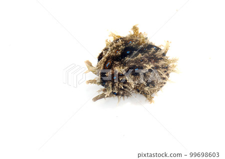 Fureritogeamefurashi 99698603