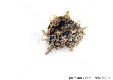 Fureritogeamefurashi 99698604