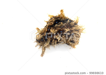 Fureritogeamefurashi Fureritogeamefurashi 99698610