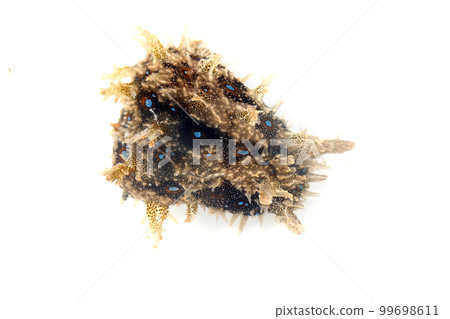 Fureritogeamefurashi 99698611