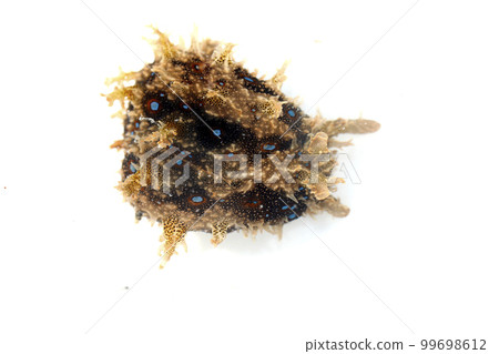 Fureritogeamefurashi Fureritogeamefurashi 99698612